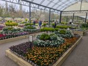 Blue Diamond Huntingdon